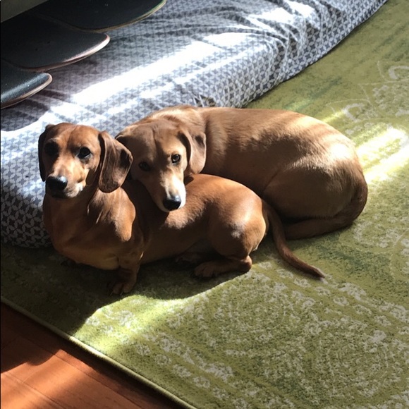 Meet your Posher, Jonas - Picture 1 of 1